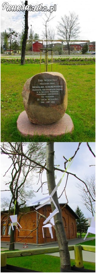 Dąb posadzony przez Komorowskiego