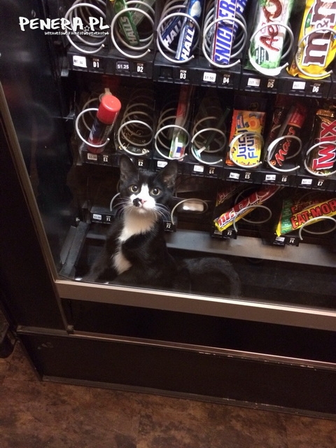 Pułapka na kota Pułapka na kota