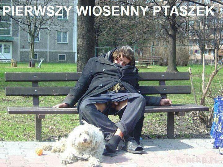 Pierwszy wiosenny ptaszek