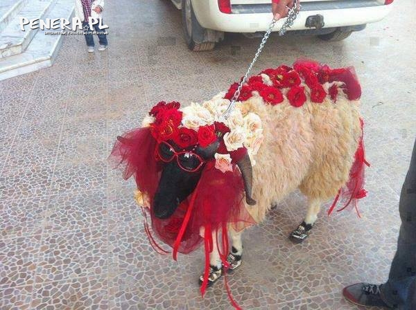 Panna młoda Panna młoda