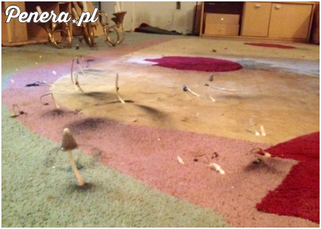 Domowa hodowla grzybów