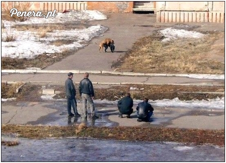 Dramatyczna walka psów