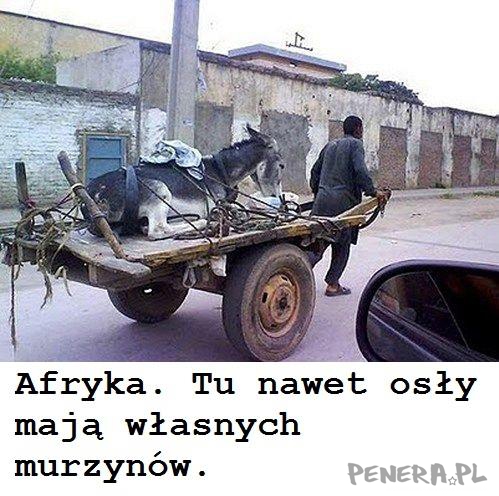 Afryka. Tutaj nawet osły mają swoich murzynów. Afryka. Tutaj nawet osły mają swoich murzynów.