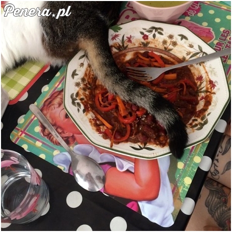 Esencja życia z kotem