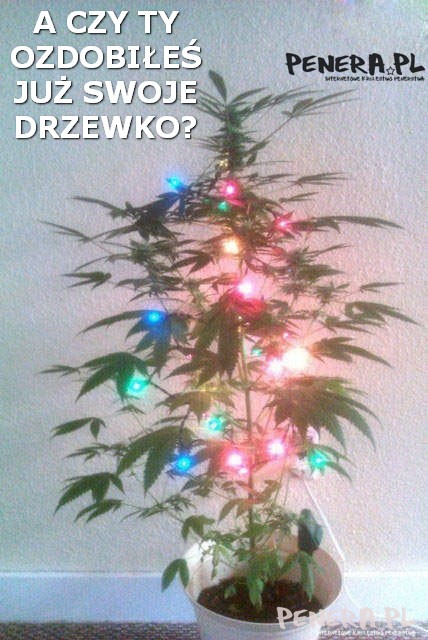A czy Ty już ozdobiłeś swoje drzewko?