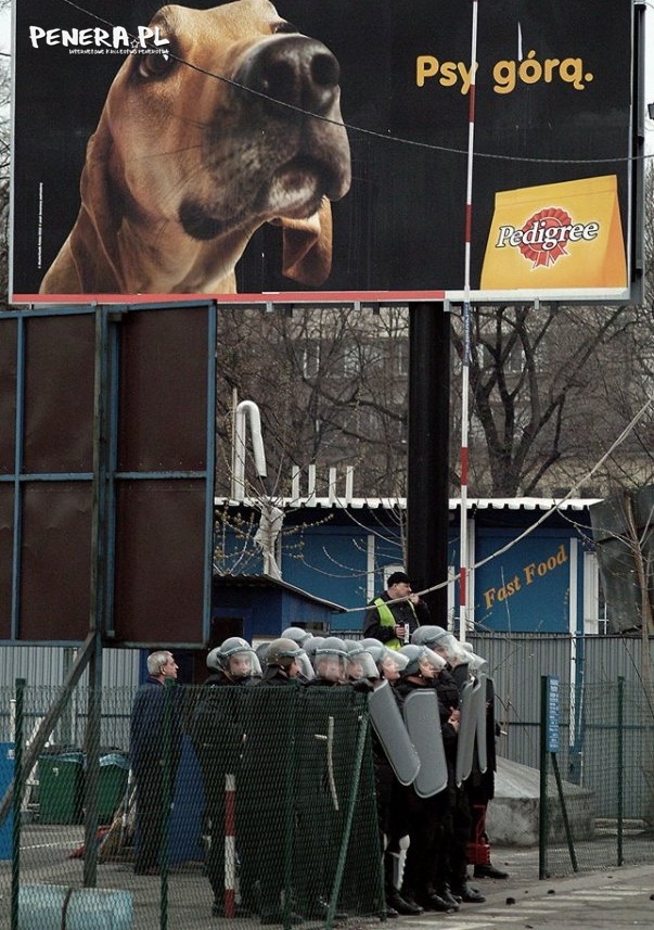 Psy górą Psy górą