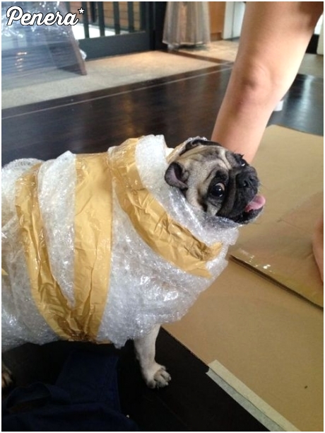 Gdy boisz się o swojego psa