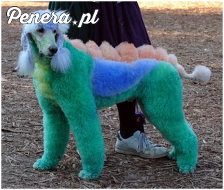 Gdy właściciel psa jest debilem