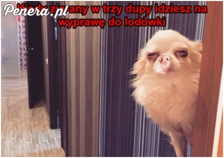 Gdy zjarany  idziesz do lodówki