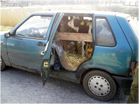 Gość wiózł w swoim uno trzy cielaki