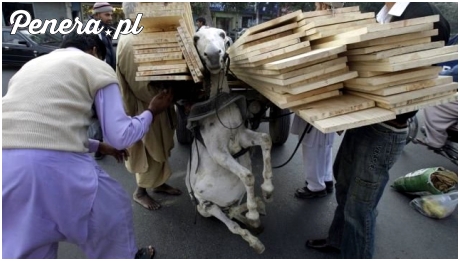 I w życiu i w religii są bezwzględni