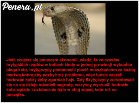 Indyjscy Janusze ekonomii