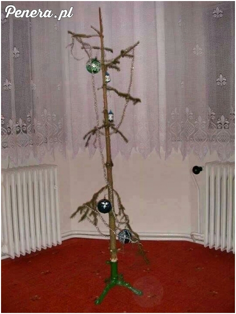 Ja już mam choinkę