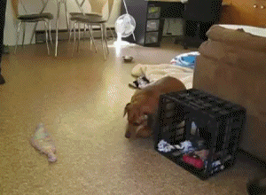 Jak można zamęczyć psa