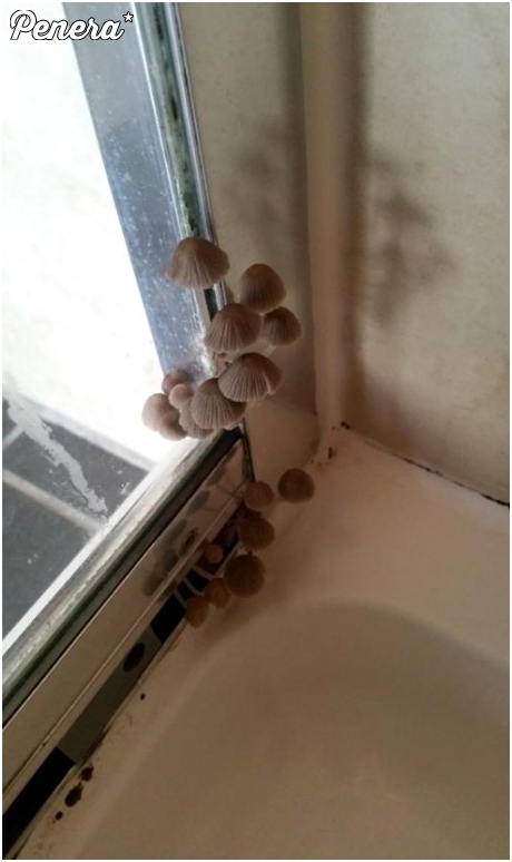 Jak prysznic to tylko z grzybami