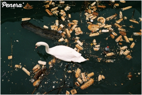 Jak to mówią od przybytku głowa nie boli