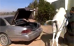 Jak załadować wielbłąda do bagażnika?