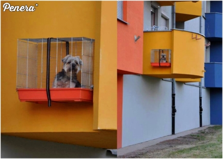 Jaki kraj taki kanarek