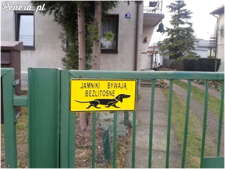 Jamniki bywają bezlitosne