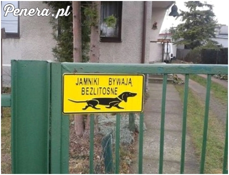 Jamniki bywają bezlitosne