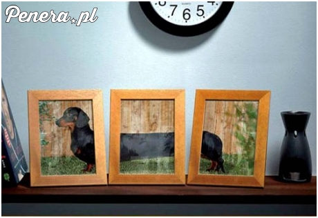 Jamnikowi czasem ciężko zrobić zdjęcie