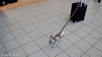 Jedyne do czego nadają się te psy