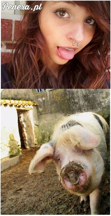 Kiedyś tak drutowało się świnie żeby w korycie nie ryły