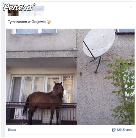 Koń na balkonie w Grajewie