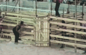 Koń poczuł wolność