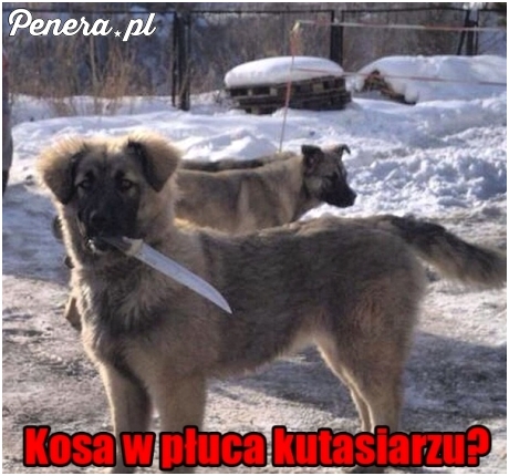 Kosa w płuca?