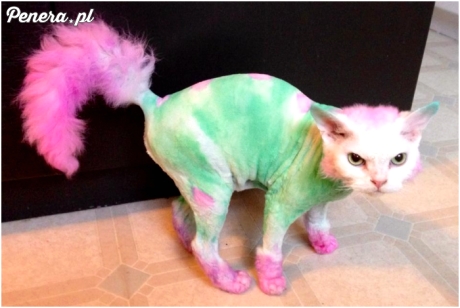 Kot który ma właściciela debila