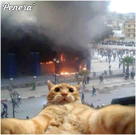 Kot kurskiego i szybka fota na fejsa