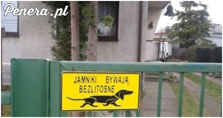 Krowa, która dużo ryczy mało mleka daje!