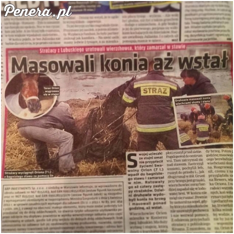 Masowali konia aż wstał