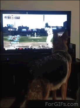 Mój pies bardzo się wczuwa w sport