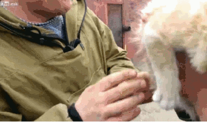 Montaż kota w samochodzie