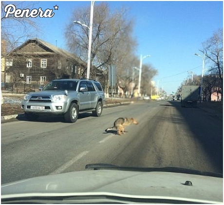 Musiało mu się bardzo chcieć