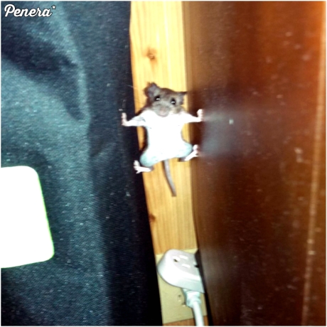 Mysz która uciekła z cyrku