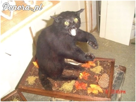 Najlepiej wypchane zwierzę na świecie