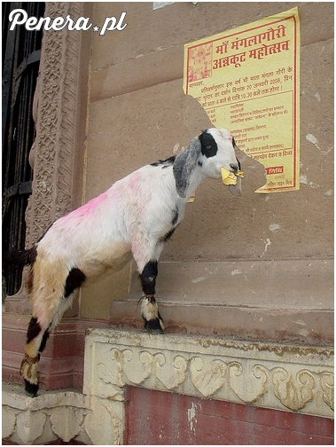 Narzeczona przed urzędem stanu cywilnego