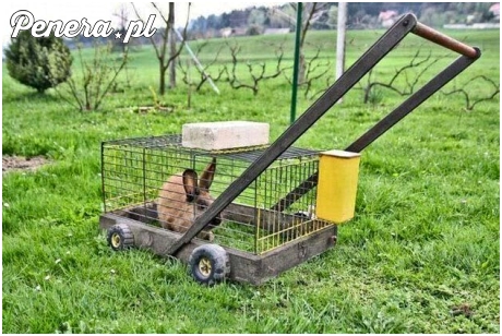 Naturalna kosiarka do trawy :D