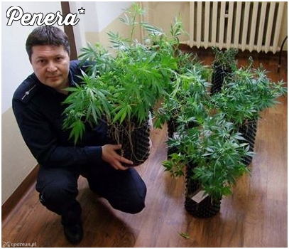 Nie dla psa kiełbasa