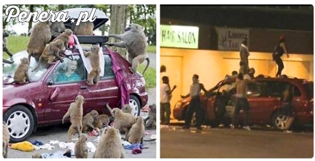 Nie jestem rasistą ale weź znajdz różnicę