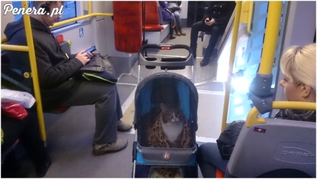 Nie ma to jak kot na spacerze w wózku