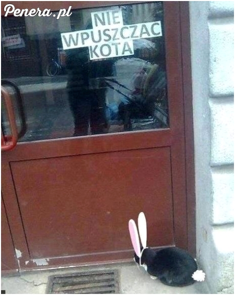 Nie wpuszczać kota
