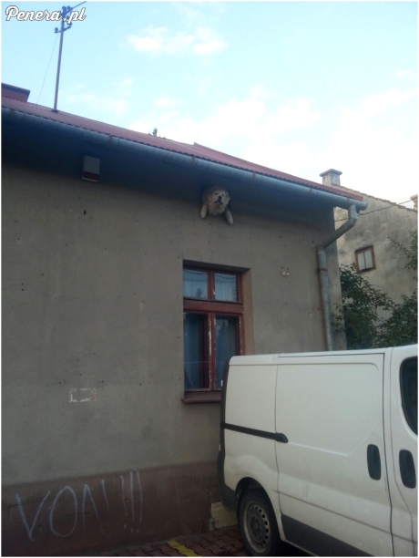 Nietypowa buda dla psa :D