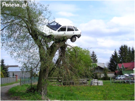 Parkowanie poziom drzewo