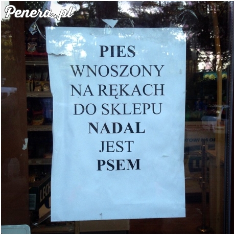 Pies wnoszony na rękach nadal jest psem