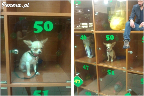 Piesek w przechowalni