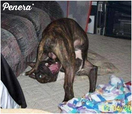 Poczuć tonę uścisku na własnych jajach